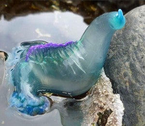 A Portuguese Man O' War that washed up on the southern coast of South Africa in 2011.  It is one of the mostly commonly seen siphonophores because it floats and thus gets stranded along shorelines.